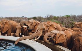 Mbazo Safari Collection